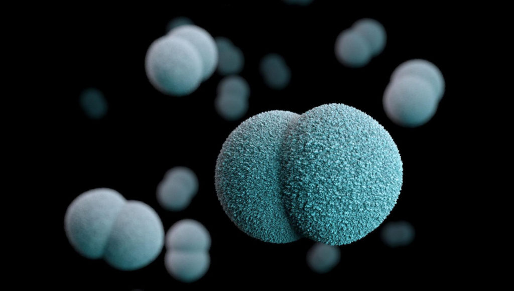 Lactobacillus